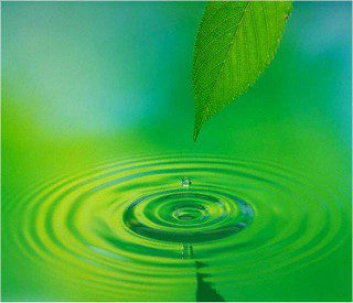 A green leaf floating in the water.